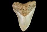 Bargain, Fossil Megalodon Tooth - North Carolina #109673-1